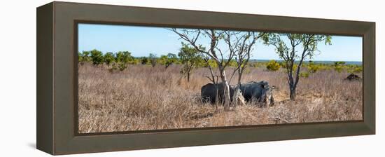 Awesome South Africa Collection Panoramic - Two Rhinos in Savanna-Philippe Hugonnard-Framed Premier Image Canvas