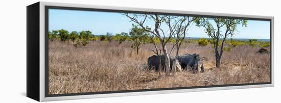 Awesome South Africa Collection Panoramic - Two Rhinos in Savanna-Philippe Hugonnard-Framed Premier Image Canvas