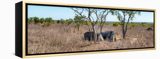 Awesome South Africa Collection Panoramic - Two Rhinos in Savanna-Philippe Hugonnard-Framed Premier Image Canvas