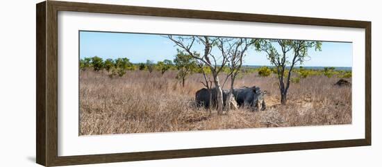 Awesome South Africa Collection Panoramic - Two Rhinos in Savanna-Philippe Hugonnard-Framed Photographic Print