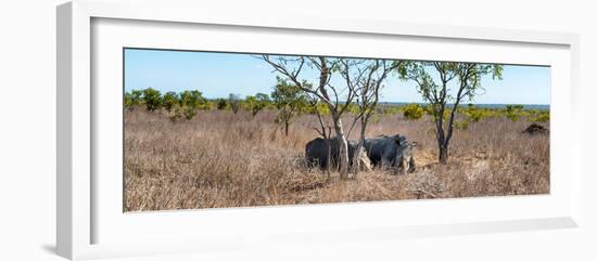 Awesome South Africa Collection Panoramic - Two Rhinos in Savanna-Philippe Hugonnard-Framed Photographic Print