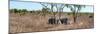 Awesome South Africa Collection Panoramic - Two Rhinos in Savanna-Philippe Hugonnard-Mounted Photographic Print