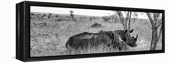 Awesome South Africa Collection Panoramic - Two White Rhinos I-Philippe Hugonnard-Framed Premier Image Canvas