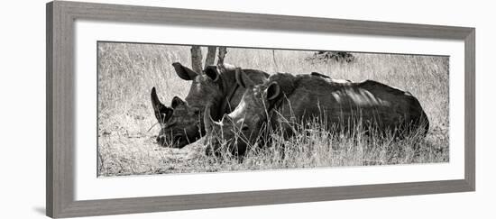 Awesome South Africa Collection Panoramic - Two White Rhinos II-Philippe Hugonnard-Framed Photographic Print