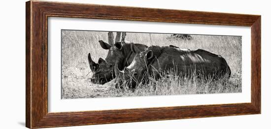 Awesome South Africa Collection Panoramic - Two White Rhinos II-Philippe Hugonnard-Framed Photographic Print