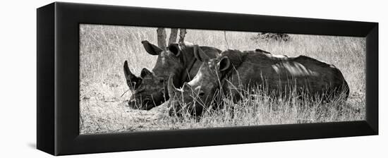 Awesome South Africa Collection Panoramic - Two White Rhinos II-Philippe Hugonnard-Framed Premier Image Canvas