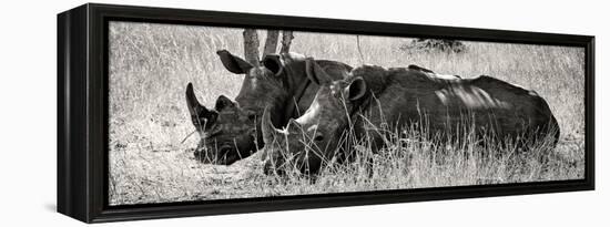 Awesome South Africa Collection Panoramic - Two White Rhinos II-Philippe Hugonnard-Framed Premier Image Canvas