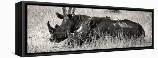 Awesome South Africa Collection Panoramic - Two White Rhinos II-Philippe Hugonnard-Framed Premier Image Canvas