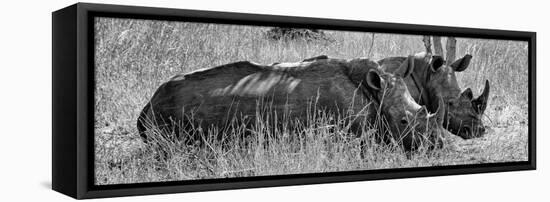 Awesome South Africa Collection Panoramic - Two White Rhinos III-Philippe Hugonnard-Framed Premier Image Canvas