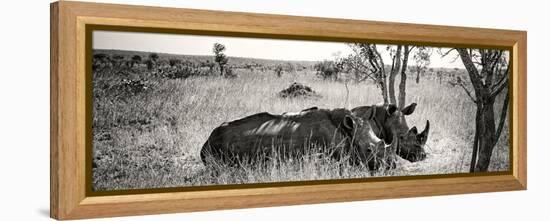 Awesome South Africa Collection Panoramic - Two White Rhinos-Philippe Hugonnard-Framed Premier Image Canvas