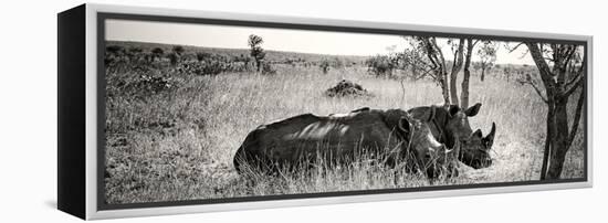Awesome South Africa Collection Panoramic - Two White Rhinos-Philippe Hugonnard-Framed Premier Image Canvas