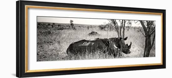 Awesome South Africa Collection Panoramic - Two White Rhinos-Philippe Hugonnard-Framed Photographic Print