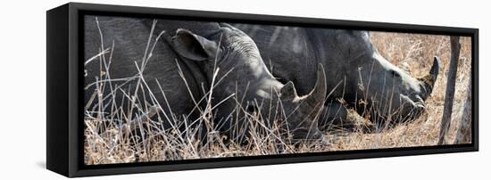 Awesome South Africa Collection Panoramic - White Rhinos Sleeping-Philippe Hugonnard-Framed Premier Image Canvas