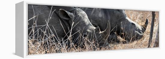 Awesome South Africa Collection Panoramic - White Rhinos Sleeping-Philippe Hugonnard-Framed Premier Image Canvas