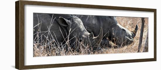 Awesome South Africa Collection Panoramic - White Rhinos Sleeping-Philippe Hugonnard-Framed Photographic Print