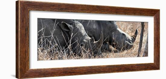 Awesome South Africa Collection Panoramic - White Rhinos Sleeping-Philippe Hugonnard-Framed Photographic Print