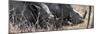 Awesome South Africa Collection Panoramic - White Rhinos Sleeping-Philippe Hugonnard-Mounted Photographic Print