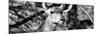 Awesome South Africa Collection Panoramic - Young Impala B&W-Philippe Hugonnard-Mounted Photographic Print