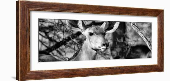 Awesome South Africa Collection Panoramic - Young Impala B&W-Philippe Hugonnard-Framed Photographic Print