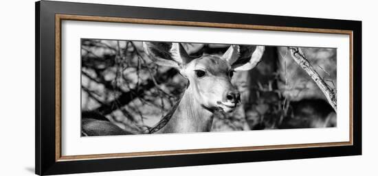 Awesome South Africa Collection Panoramic - Young Impala B&W-Philippe Hugonnard-Framed Photographic Print