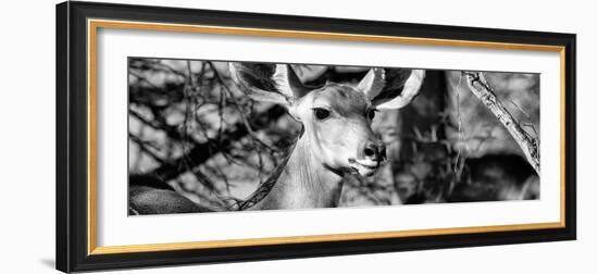 Awesome South Africa Collection Panoramic - Young Impala B&W-Philippe Hugonnard-Framed Photographic Print