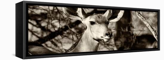 Awesome South Africa Collection Panoramic - Young Impala II-Philippe Hugonnard-Framed Premier Image Canvas