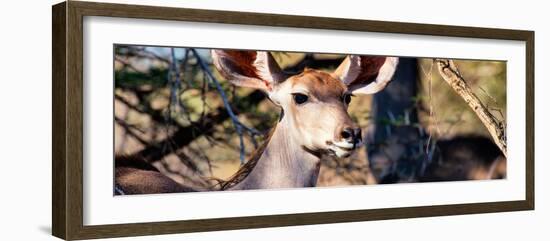 Awesome South Africa Collection Panoramic - Young Impala-Philippe Hugonnard-Framed Photographic Print