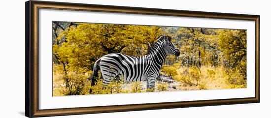 Awesome South Africa Collection Panoramic - Zebra Profile with Yellow Savanna-Philippe Hugonnard-Framed Photographic Print