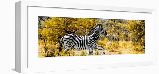 Awesome South Africa Collection Panoramic - Zebra Profile with Yellow Savanna-Philippe Hugonnard-Framed Photographic Print