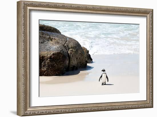 Awesome South Africa Collection - Penguin at Boulders Beach II-Philippe Hugonnard-Framed Photographic Print