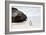 Awesome South Africa Collection - Penguin at Boulders Beach II-Philippe Hugonnard-Framed Photographic Print