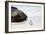 Awesome South Africa Collection - Penguin at Boulders Beach II-Philippe Hugonnard-Framed Photographic Print