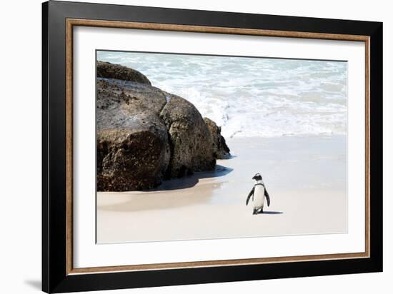 Awesome South Africa Collection - Penguin at Boulders Beach II-Philippe Hugonnard-Framed Photographic Print