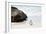 Awesome South Africa Collection - Penguin at Boulders Beach II-Philippe Hugonnard-Framed Photographic Print