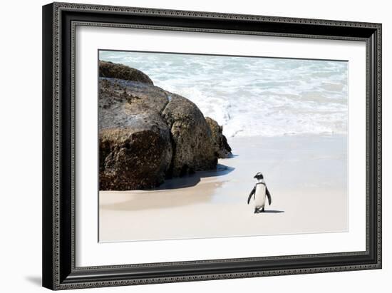 Awesome South Africa Collection - Penguin at Boulders Beach II-Philippe Hugonnard-Framed Photographic Print