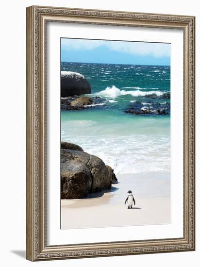 Awesome South Africa Collection - Penguin at Boulders Beach-Philippe Hugonnard-Framed Photographic Print