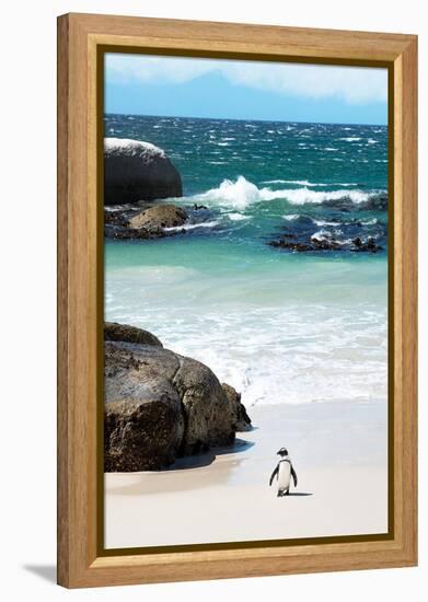 Awesome South Africa Collection - Penguin at Boulders Beach-Philippe Hugonnard-Framed Premier Image Canvas