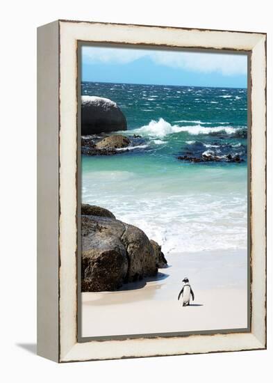 Awesome South Africa Collection - Penguin at Boulders Beach-Philippe Hugonnard-Framed Premier Image Canvas