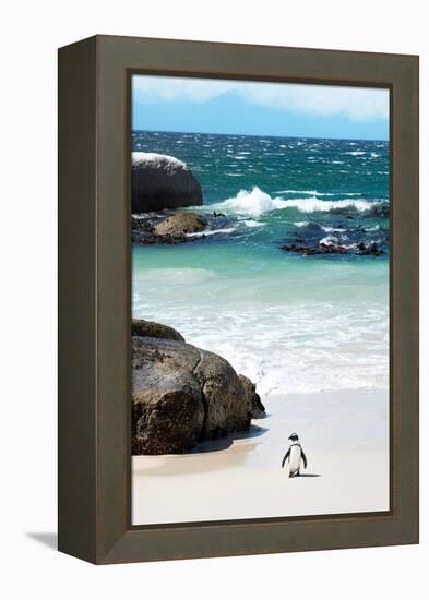 Awesome South Africa Collection - Penguin at Boulders Beach-Philippe Hugonnard-Framed Premier Image Canvas