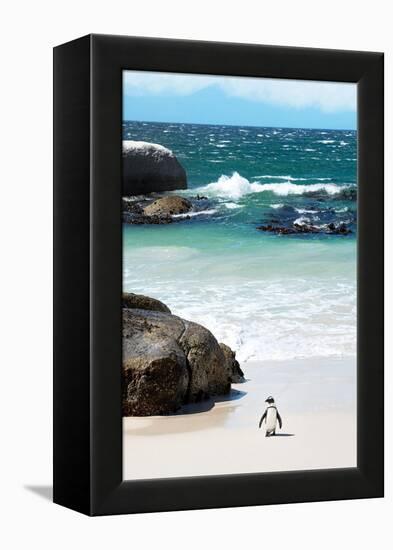 Awesome South Africa Collection - Penguin at Boulders Beach-Philippe Hugonnard-Framed Premier Image Canvas