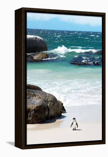 Awesome South Africa Collection - Penguin at Boulders Beach-Philippe Hugonnard-Framed Premier Image Canvas