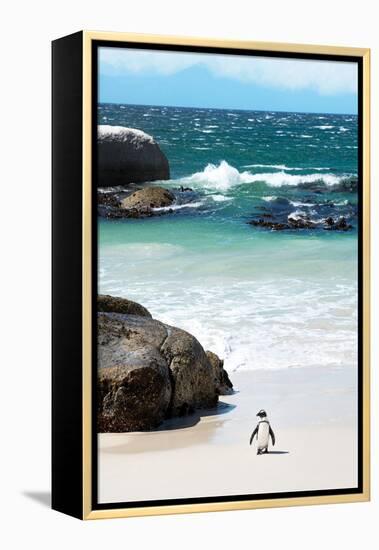 Awesome South Africa Collection - Penguin at Boulders Beach-Philippe Hugonnard-Framed Premier Image Canvas