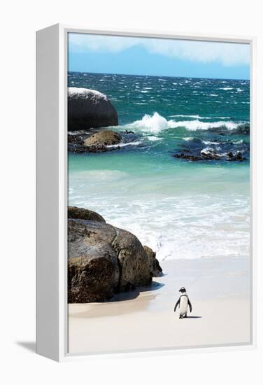 Awesome South Africa Collection - Penguin at Boulders Beach-Philippe Hugonnard-Framed Premier Image Canvas