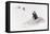 Awesome South Africa Collection - Penguin Lovers II-Philippe Hugonnard-Framed Premier Image Canvas