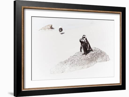 Awesome South Africa Collection - Penguin Lovers II-Philippe Hugonnard-Framed Photographic Print