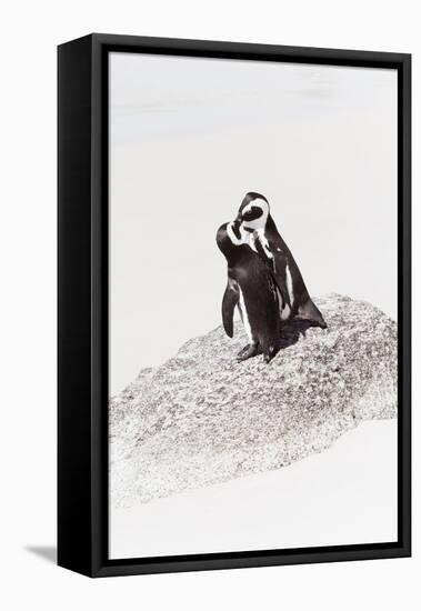 Awesome South Africa Collection - Penguin Lovers IV-Philippe Hugonnard-Framed Premier Image Canvas