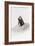 Awesome South Africa Collection - Penguin Lovers IV-Philippe Hugonnard-Framed Photographic Print