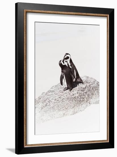 Awesome South Africa Collection - Penguin Lovers IV-Philippe Hugonnard-Framed Photographic Print