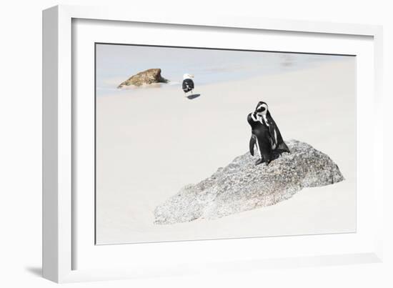 Awesome South Africa Collection - Penguin Lovers-Philippe Hugonnard-Framed Photographic Print