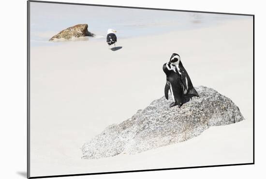 Awesome South Africa Collection - Penguin Lovers-Philippe Hugonnard-Mounted Photographic Print